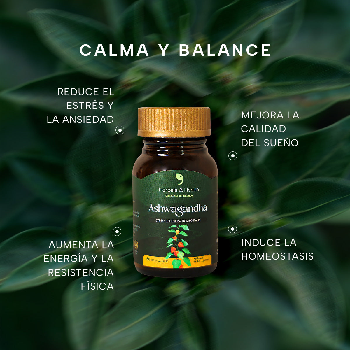 Beneficios del ashwagandha: estrés, sueño, energía y concentración